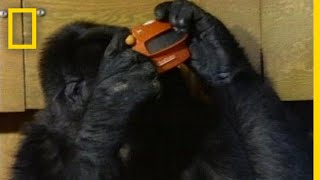 Watch Koko the Gorilla Use Sign Language in This 1981 Film  National Geographic [upl. by Akinaj]