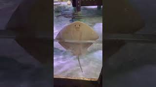 Cute Stingray Makes Visitors Laugh [upl. by Luapnaes323]