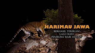 𝙈𝙖𝙣𝙩𝙖𝙥 HARIMAUJAWA Terekam Lagi Oleh Pemburu BABI HUTAN ❤ [upl. by Odetta279]