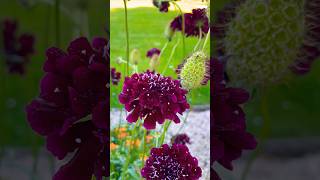 Scabiosa atropurpurea flowergarden flowers flower [upl. by Padegs]