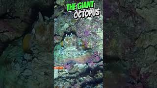 THE GIANT OCTOPUS fishing highlights octopus giantoctopus subscribe [upl. by Spalding]