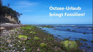 Dieses Wetter muss Glück bringen  Fossilien suchen an der Ostsee [upl. by Olivier274]