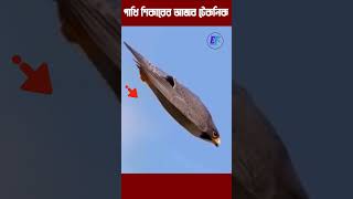 The fastest bird in the world peregrine falcon factshorts shortvideoviral [upl. by Ciro]