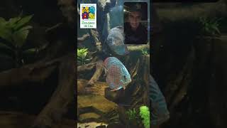 Acuario Zoológico de Cali Discos 🥰🇨🇴 [upl. by Reerg953]