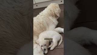 Blind Golden Retriever finds “eyes “ animals pets love friendship warm puppy fypage [upl. by Oiciruam348]