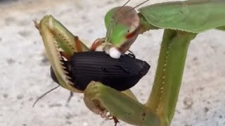 Praying Mantis Vs Beetle [upl. by Gessner]