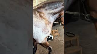 Why do Horses sweat foam science facts shorts [upl. by Lexine]