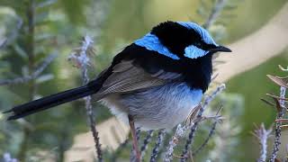 Superb fairywren  Malurus cyaneus Sydney Australia [upl. by Enelyk402]