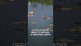 Brazil Tons of Dead Fishes Cover River in Sao Paulo  Subscribe to Firstpost [upl. by Wennerholn]