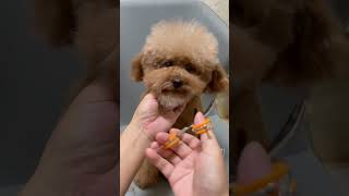 dogshorts pets doglover puppy shortvideo cute funny viralvideo maltipoo poodle [upl. by Ithaman]