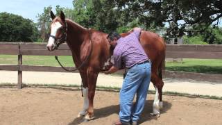 Equine Ulcer Diagnosis by Mark DePaolo DVM [upl. by Eceinart]