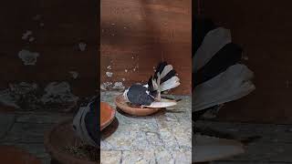 Pigeon Mating Calls A Unique Sound Experience [upl. by Ailat]