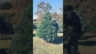 The Best Places to Cut Your Own Christmas Tree [upl. by Dodie]