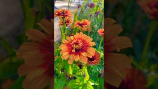 Zinnia elegans zinnia flower flowers flowergarden [upl. by Weinhardt247]