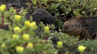 Las Islas Galapagos del Ecuador documental [upl. by Ytsenoh]