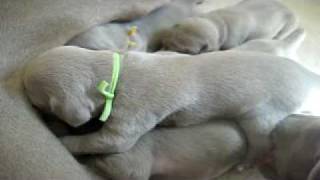 Weimaraner puppies nursing  11 days old [upl. by Tallu]