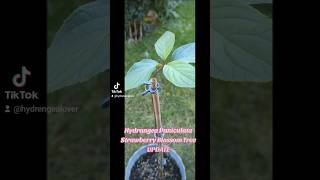 Progress with growing hydrangea paniculata tree from cutting Its getting bigger gardening [upl. by Salokin]