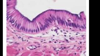 Epithelial Histology Review [upl. by Emlynne895]