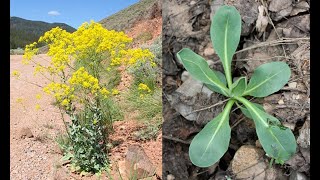 Isatis Dyers Woad Herbal Medicine from Invasive Species [upl. by Gwenni]