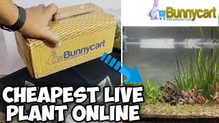 Aquarium live plant from BUNNYCART  Unboxing amp Review LushAqua [upl. by Bertasi319]