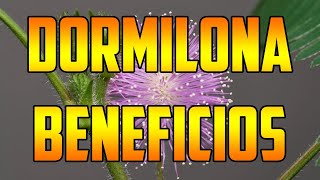 DORMILONA benefits Mimosa pudica 🌿¿PARA QUE SIRVE  🌿Usos🌿 plants 🌿 video nature MORIVIVI [upl. by Initsed]