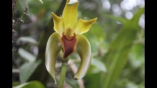 Orquidea Ida grandis in situ cultivo y cuidados [upl. by Noman202]