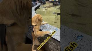 bigdog 🐕outside awards 👈🏻Set different behavior water in the game fish🐠 and looking 👀 [upl. by Randa]