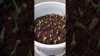 How to propagate money plant plants pothosmoneyplants gardeningmoneyplantcarediy trendingshort [upl. by Estren633]