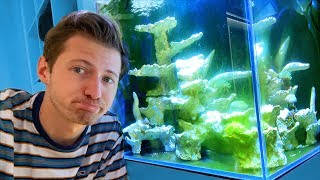 Algenplage im Meerwasser Aquarium 😱 [upl. by Nala]