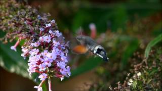 Kolibrievlinder weer op Texel Colibri butterfly Macroglossum stellatarum [upl. by Milla443]