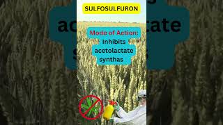 Sulfosulfuron Herbicide Chemistry Formulation and Best Uses in Wheat and Barley Fieldsquot [upl. by Archer]