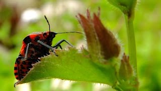 Graphosoma lineatum  Streifenwanze  Minstrel Bug [upl. by Arimaj657]