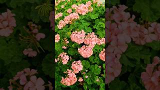 Pink Geranium  Geranium essential oil shots youtubeshort shorts gardening flowers viralvideo [upl. by Amalberga821]