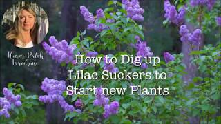 Propagate Lilac Shoots or Suckers  Easiest Way to Start Lilacs [upl. by Asillam]