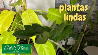 PLANTAS DE MEIA SOMBRA QUE NÃO PRECISAM DE MUITOS CUIDADOS [upl. by Dylan]