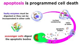 Apoptosis Programmed Cell Death [upl. by Weintrob]