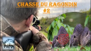 Chasse du ragondin 2  2 Ragondins dune BALLE [upl. by Adnowal]