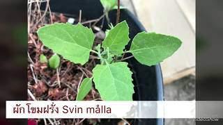 ผักโขมโหมฝรั่ง Svinmålla Lambs Quarters Chenopodium album 24 พฤษภาคม คศ 2018 [upl. by Orianna870]