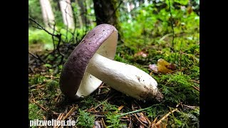 Frauentäubling Violettgrüner Frauentäubling Blautäubling Russula Cyanoxantha [upl. by Yate18]