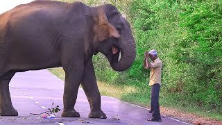 Elephants attacking vehicles are everywhere on the road [upl. by Anisirhc]