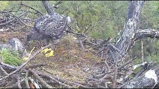 AEF NEFL Eagle Cam 11118 Skys PinPont Aim [upl. by Su]