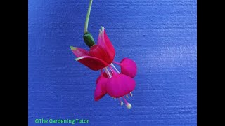 How to Prune Fuchsias by The Gardening TutorMary Frost [upl. by Sissie832]