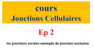 cours jonctions cellulaires Ep2  les jonctions serrées exemple de jonction occlusive [upl. by Kcirddehs]