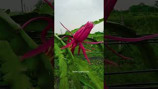 Beautiful Bruni Dragon Fruit Flower [upl. by Raeann876]