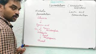 Fermentation  Anaerobic respiration  Tamil  Senthilnathan [upl. by Nickerson]