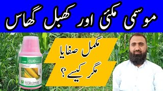 How to control Cynodon dactylon Khabbal Grass in Maize  Bilal Kanju Official [upl. by Eneja]