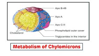 Chylomicron Metabolism Biochemistry  Chylomicron Transport [upl. by Nnaycart707]