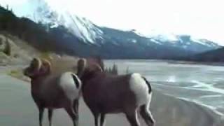 Attack of the Bighorn Sheep A tale of survival in the wilderness [upl. by Aynwat]