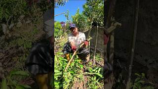 Esto debe pasar para obtener la CANELA más cara del mundo canela cinnamon harvesting tree [upl. by Gniw]