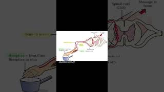 Reflex arc 💯 biology education science shorts viralshorts trendingshorts youtubeshorts [upl. by Llenrad582]